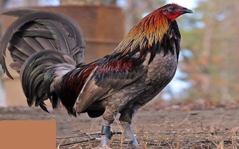 Nguồn góc của giống gà chọi mỹ (American Gamefowl)