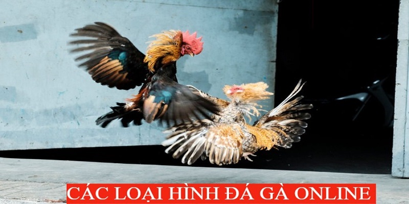 Những loại hình đá gà phổ biến nhất 